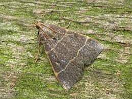 Attēlu rezultāti vaicājumam “Hypsopygia glaucinalis”