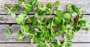 Image result for Feldsalat