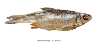 Image result for Rutilus heckelii