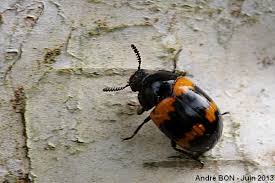 Attēlu rezultāti vaicājumam “Diaperis boleti”