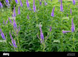 Attēlu rezultāti vaicājumam “Veronica longifolia leaf”