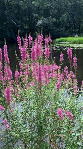 Image result for Lythrum salicaria