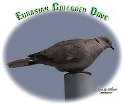 Attēlu rezultāti vaicājumam “Streptopelia decaocto adult”