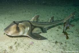 Image result for Heterodontus portusjacksoni