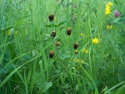 Attēlu rezultāti vaicājumam “Trifolium spadiceum flower”