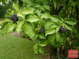 Attēlu rezultāti vaicājumam “Eleutherococcus sessiliflorus”