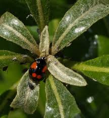 Attēlu rezultāti vaicājumam “Adalia bipunctata imago”