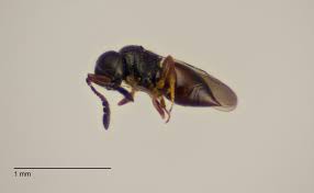 Attēlu rezultāti vaicājumam “Rabdophaga degeeri”