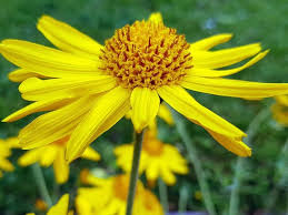 Image result for Arnica montana