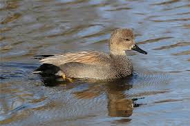 Attēlu rezultāti vaicājumam “Anas strepera”