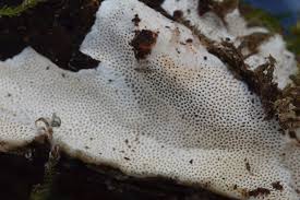 Attēlu rezultāti vaicājumam “Perenniporia medulla-panis”