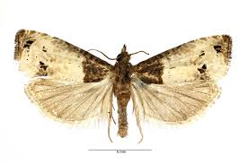 Attēlu rezultāti vaicājumam “Notocelia roborana”