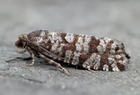 Attēlu rezultāti vaicājumam “Retinia resinella”