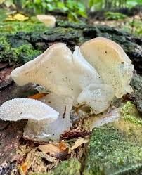 Attēlu rezultāti vaicājumam “Lamproderma gulielmae stalked”