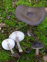 Image result for Melanoleuca rasilis var. pseudoluscina