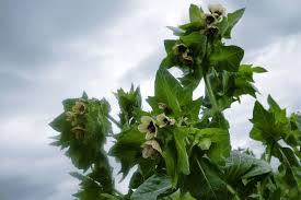 Image result for bilsenkraut