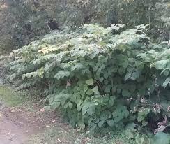 Attēlu rezultāti vaicājumam “Reynoutria japonica”