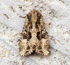 Attēlu rezultāti vaicājumam “Apamea remissa”