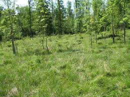 Attēlu rezultāti vaicājumam “Colostygia pectinataria male”