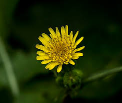 Attēlu rezultāti vaicājumam “Sonchus oleraceus”
