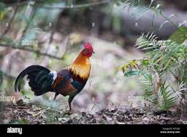 Attēlu rezultāti vaicājumam “Gallus male”