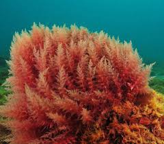 Attēlu rezultāti vaicājumam “Rhodophyta”