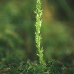 Attēlu rezultāti vaicājumam “Hammarbya paludosa leaf”