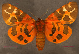 Attēlu rezultāti vaicājumam “Arctia caja”