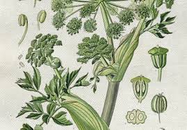 Attēlu rezultāti vaicājumam “Angelica archangelica fruit”