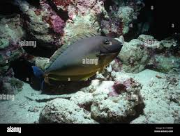 Image result for Naso hexacanthus