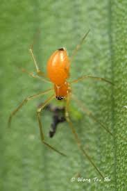 Attēlu rezultāti vaicājumam “Linyphiidae”
