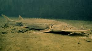 Image result for Scaphirhynchus platorynchus