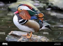 Attēlu rezultāti vaicājumam “Aix galericulata male”