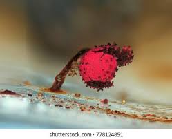 Attēlu rezultāti vaicājumam “Physarum oblatum macro”