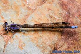 Attēlu rezultāti vaicājumam “Coenagrionidae”