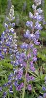 Image result for Lupinus polyphyllus Lindl.