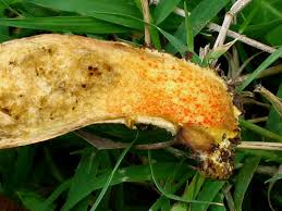 Attēlu rezultāti vaicājumam “Xerocomus rubellus”