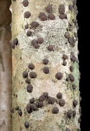 Attēlu rezultāti vaicājumam “Hypoxylon vogesiacum”