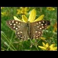 Attēlu rezultāti vaicājumam “Pararge aegeria upperside”