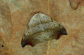 Attēlu rezultāti vaicājumam “Laspeyria flexula”