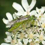 Attēlu rezultāti vaicājumam “Rhogogaster picta”