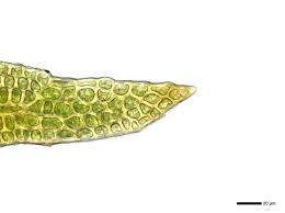Attēlu rezultāti vaicājumam “Rhabdoweisia fugax”