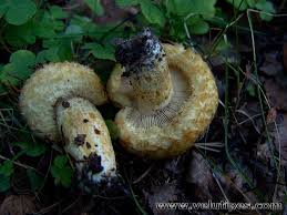 Attēlu rezultāti vaicājumam “Lactarius repraesentaneus”