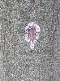 Attēlu rezultāti vaicājumam “Athelia arachnoidea”