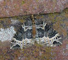 Attēlu rezultāti vaicājumam “Ecliptopera silaceata”