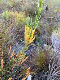 Attēlu rezultāti vaicājumam “Salix Vetrix”