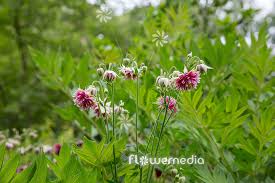 Image result for Aquilegia vulgaris `Nora Barlow`