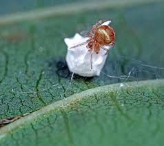 Attēlu rezultāti vaicājumam “Paidiscura pallens”