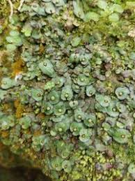 Attēlu rezultāti vaicājumam “Reboulia hemisphaerica”