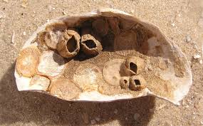 Attēlu rezultāti vaicājumam “Balanus improvisus”